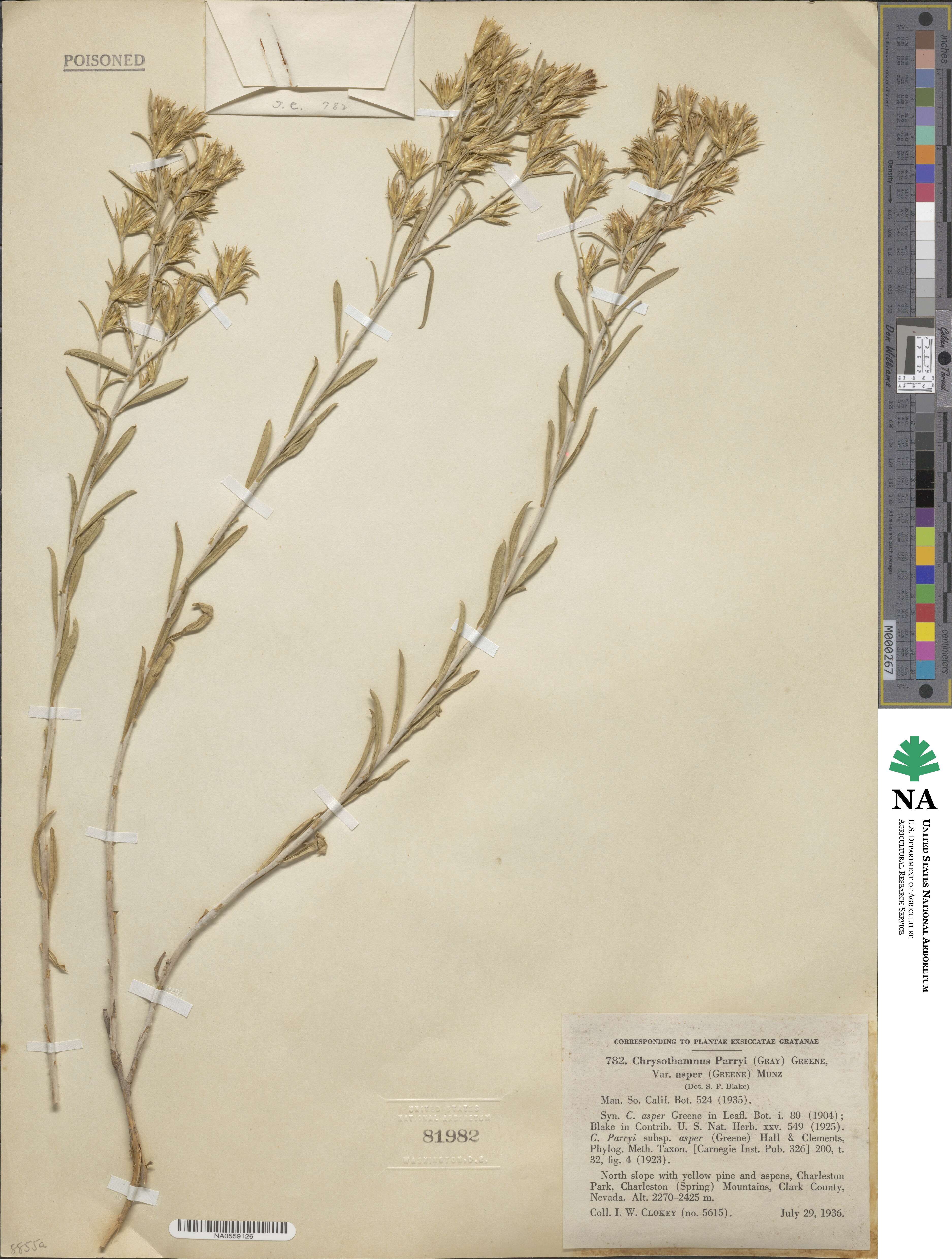 Ericameria parryi image