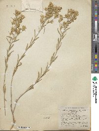 Ericameria parryi var. aspera image