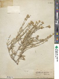 Ericameria parryi var. aspera image