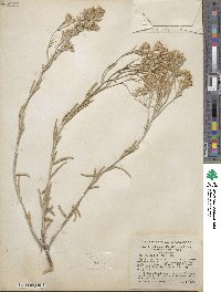 Ericameria parryi var. aspera image