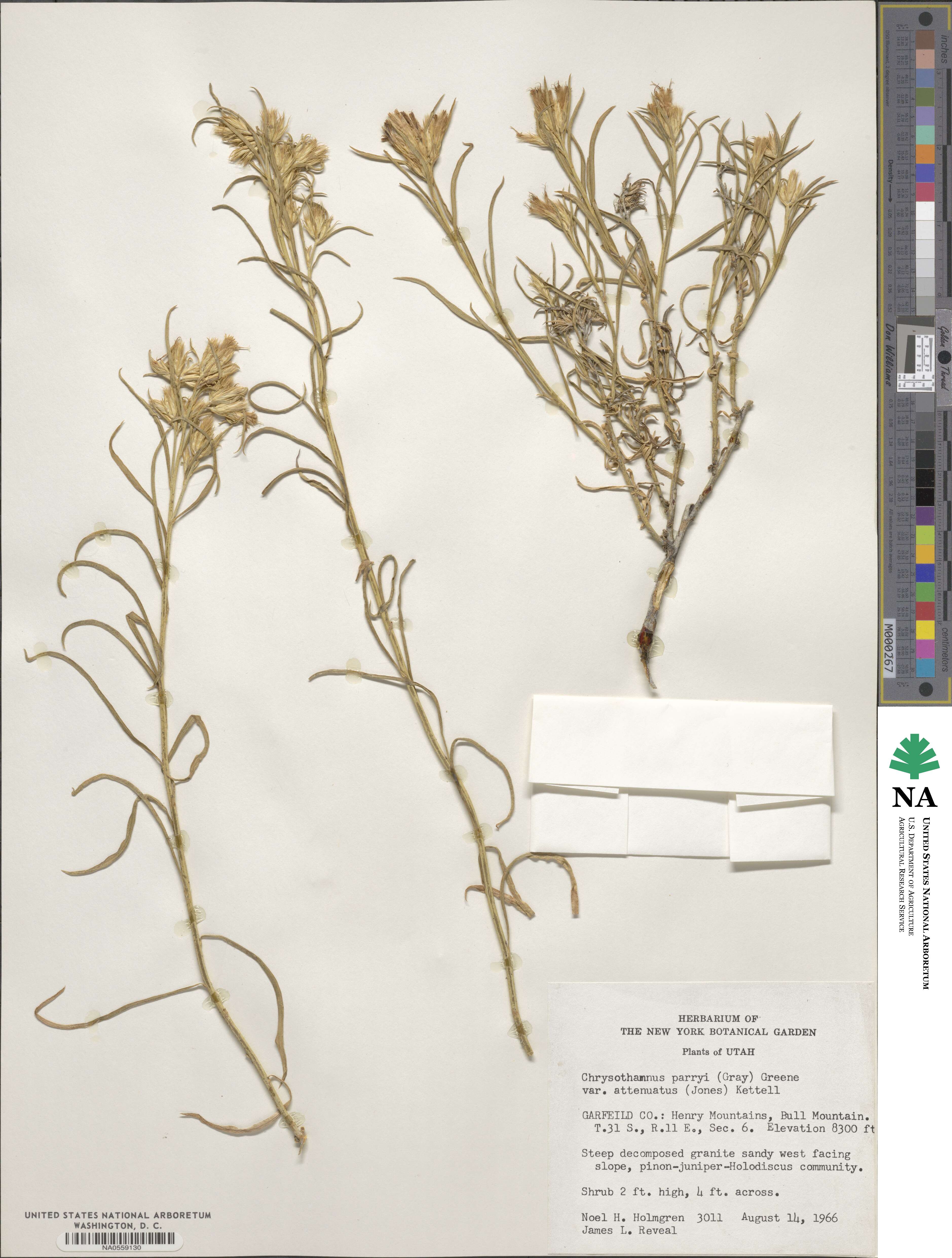 Ericameria parryi var. attenuata image