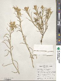 Ericameria parryi image