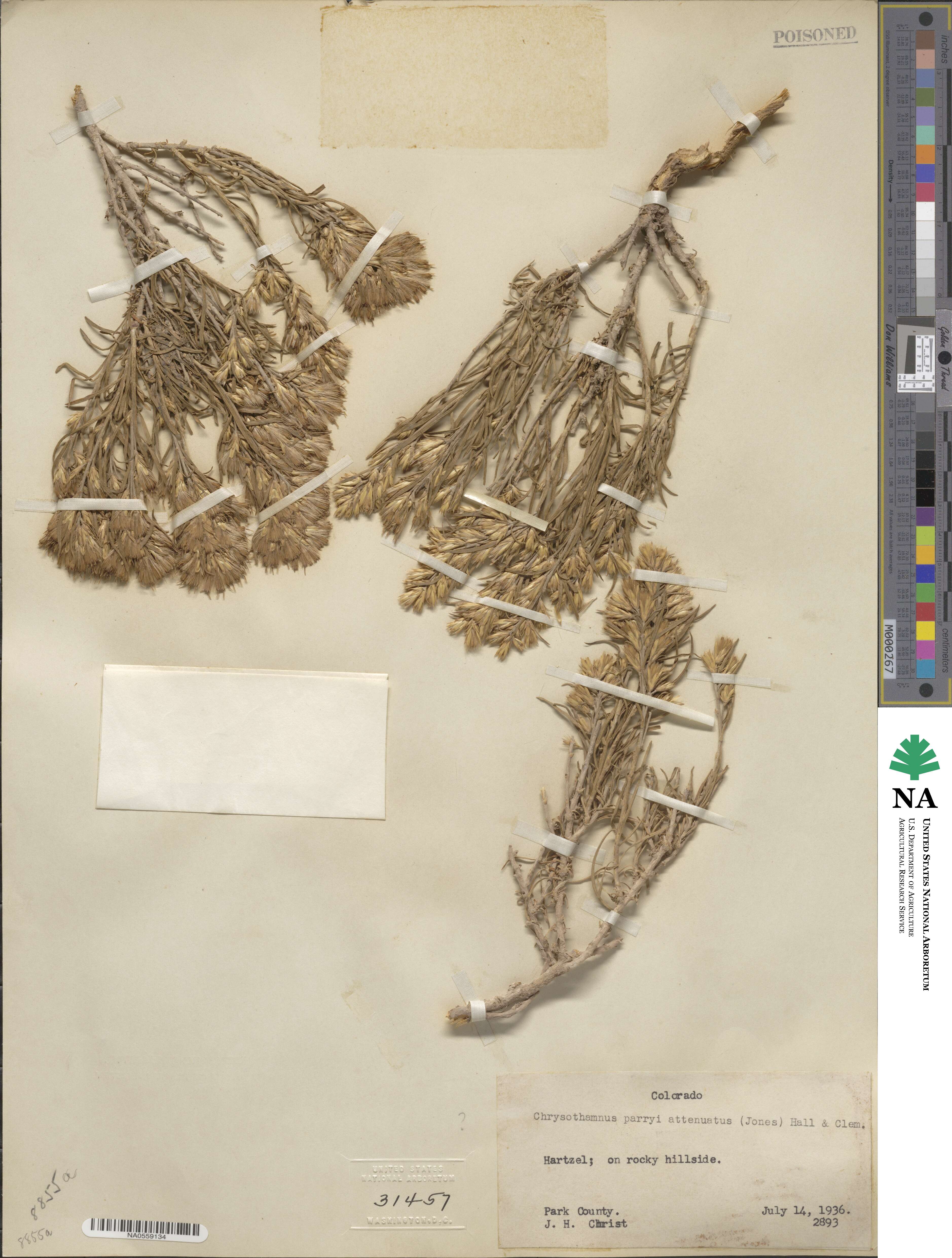 Ericameria parryi var. attenuata image