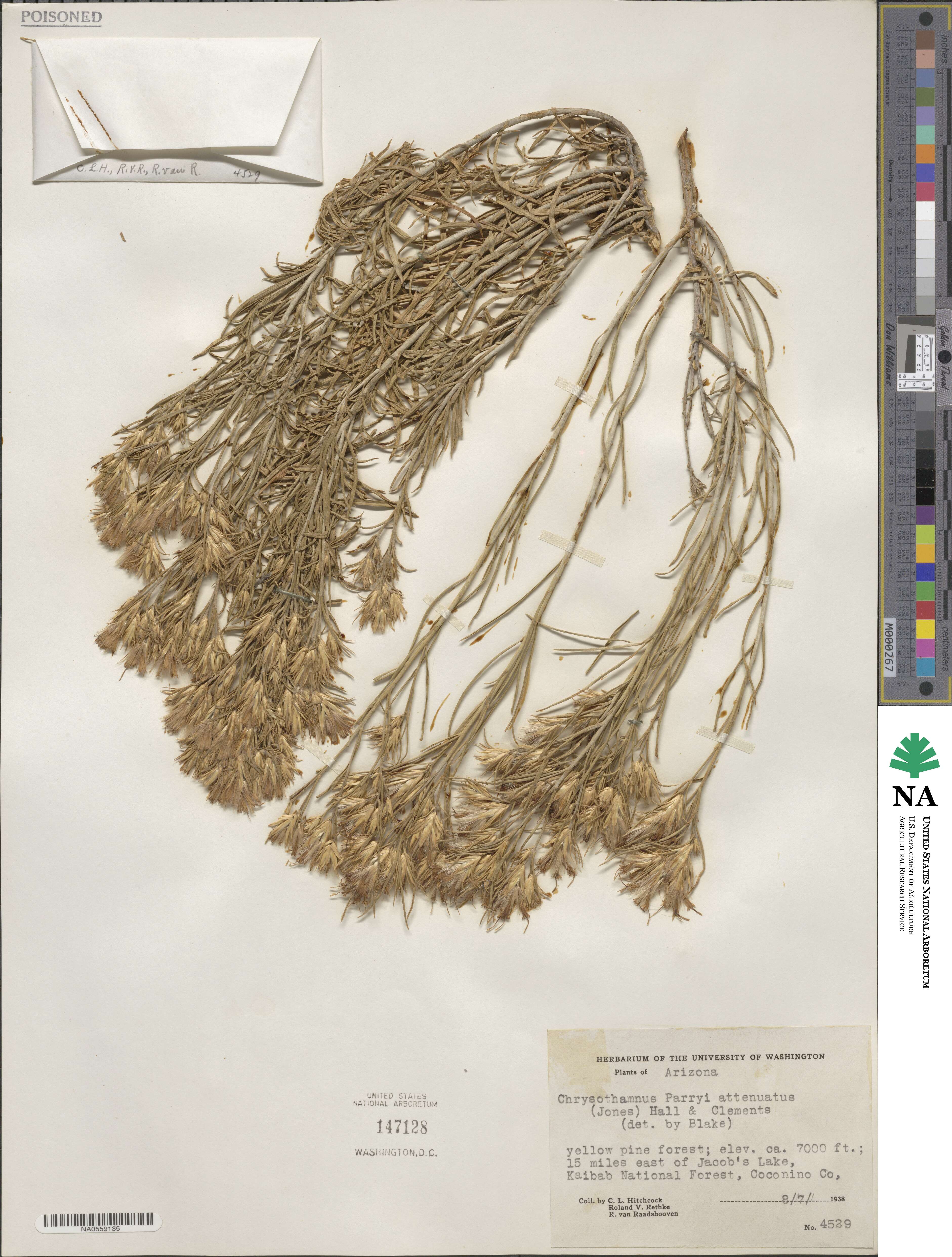 Ericameria parryi image