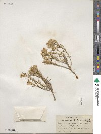 Ericameria parryi image