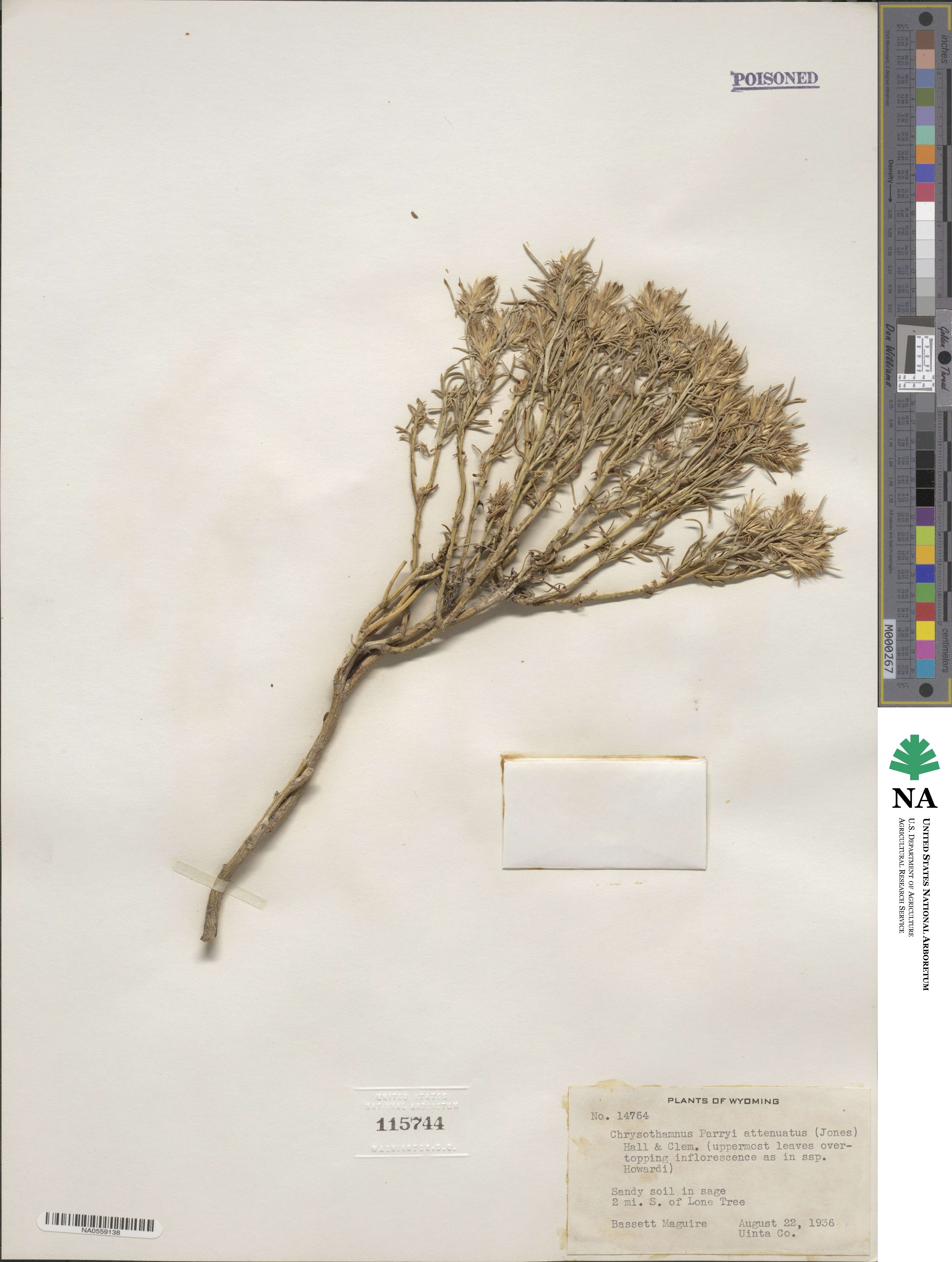Ericameria parryi var. attenuata image