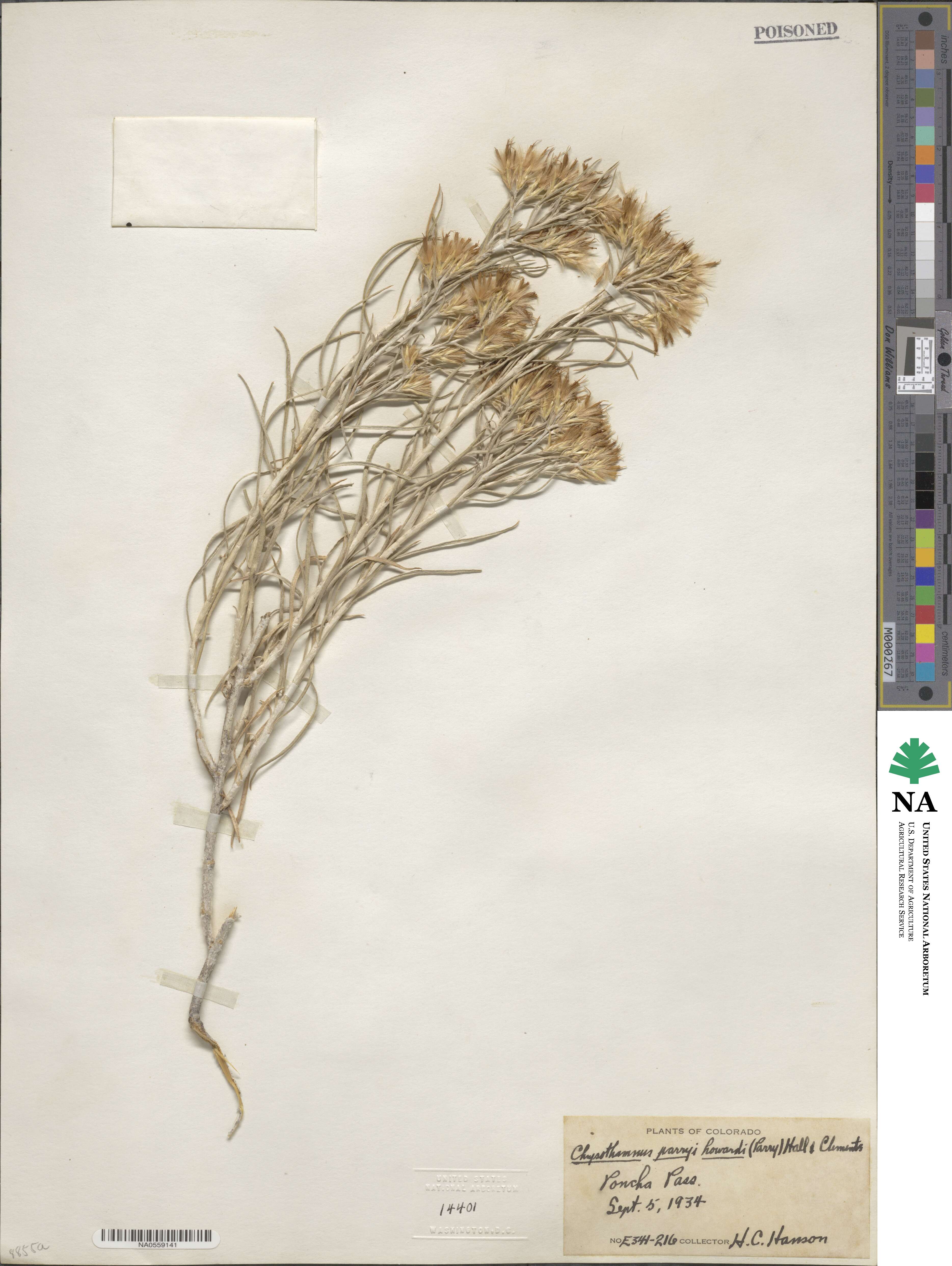 Ericameria parryi var. howardii image