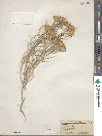 Ericameria parryi var. howardii image