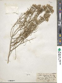 Ericameria parryi var. howardii image