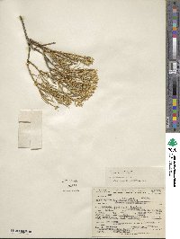 Ericameria parryi var. howardii image