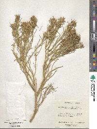 Ericameria parryi image