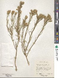 Ericameria parryi var. howardii image