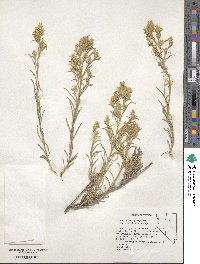 Ericameria parryi var. nevadensis image