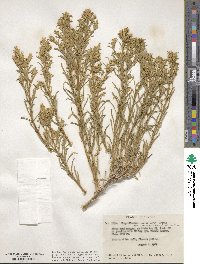 Ericameria parryi var. nevadensis image