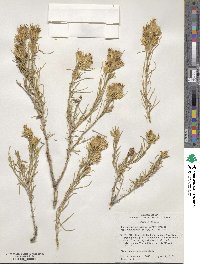 Ericameria parryi var. nevadensis image