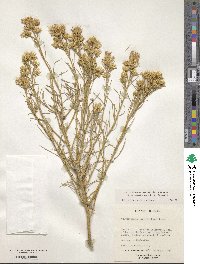 Ericameria parryi image