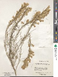 Ericameria parryi var. vulcanica image