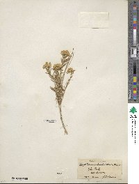 Chrysothamnus viscidiflorus image