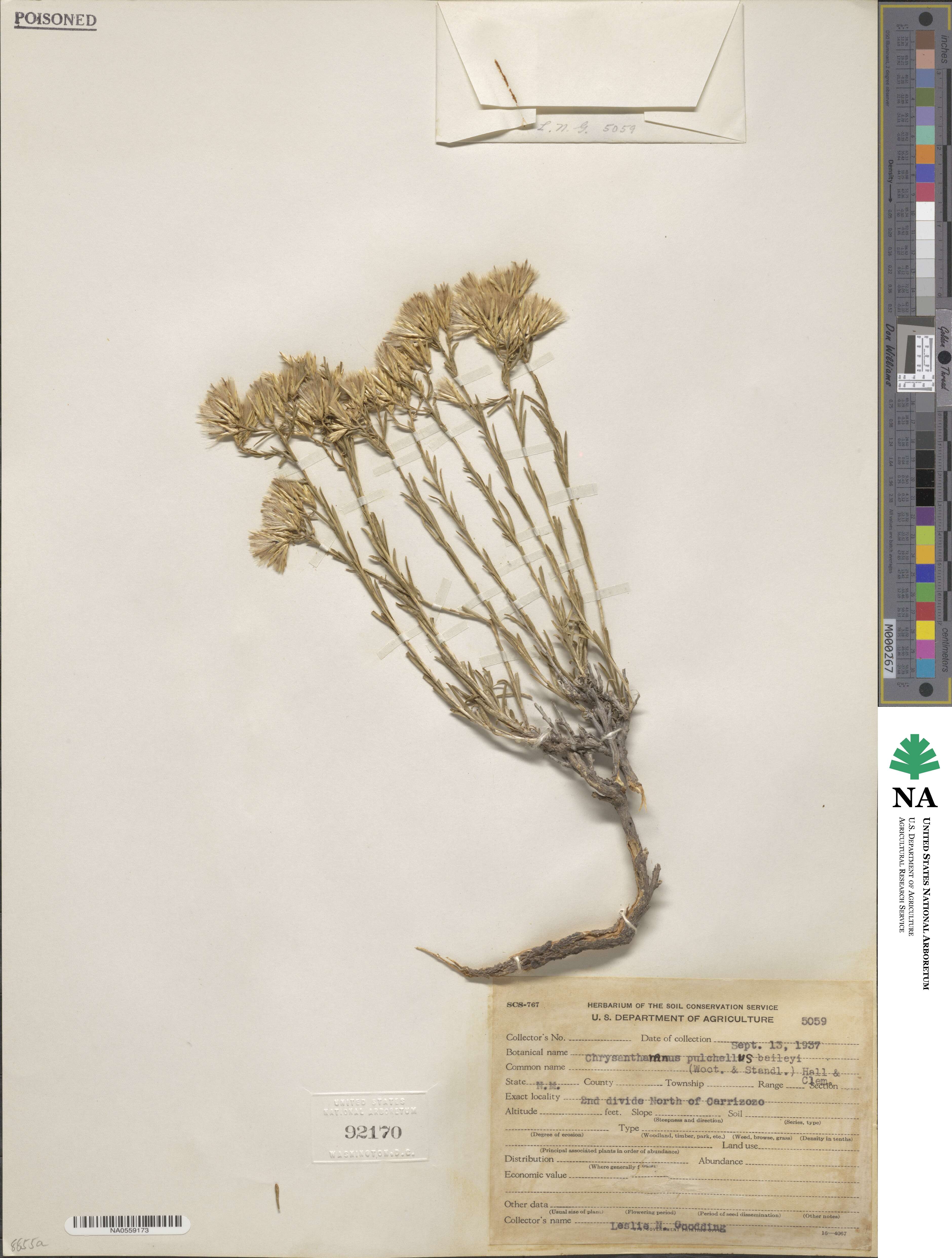 Lorandersonia baileyi image