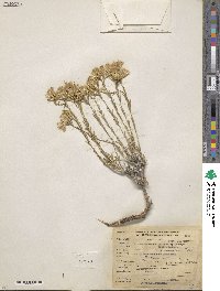 Lorandersonia baileyi image