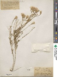 Lorandersonia baileyi image