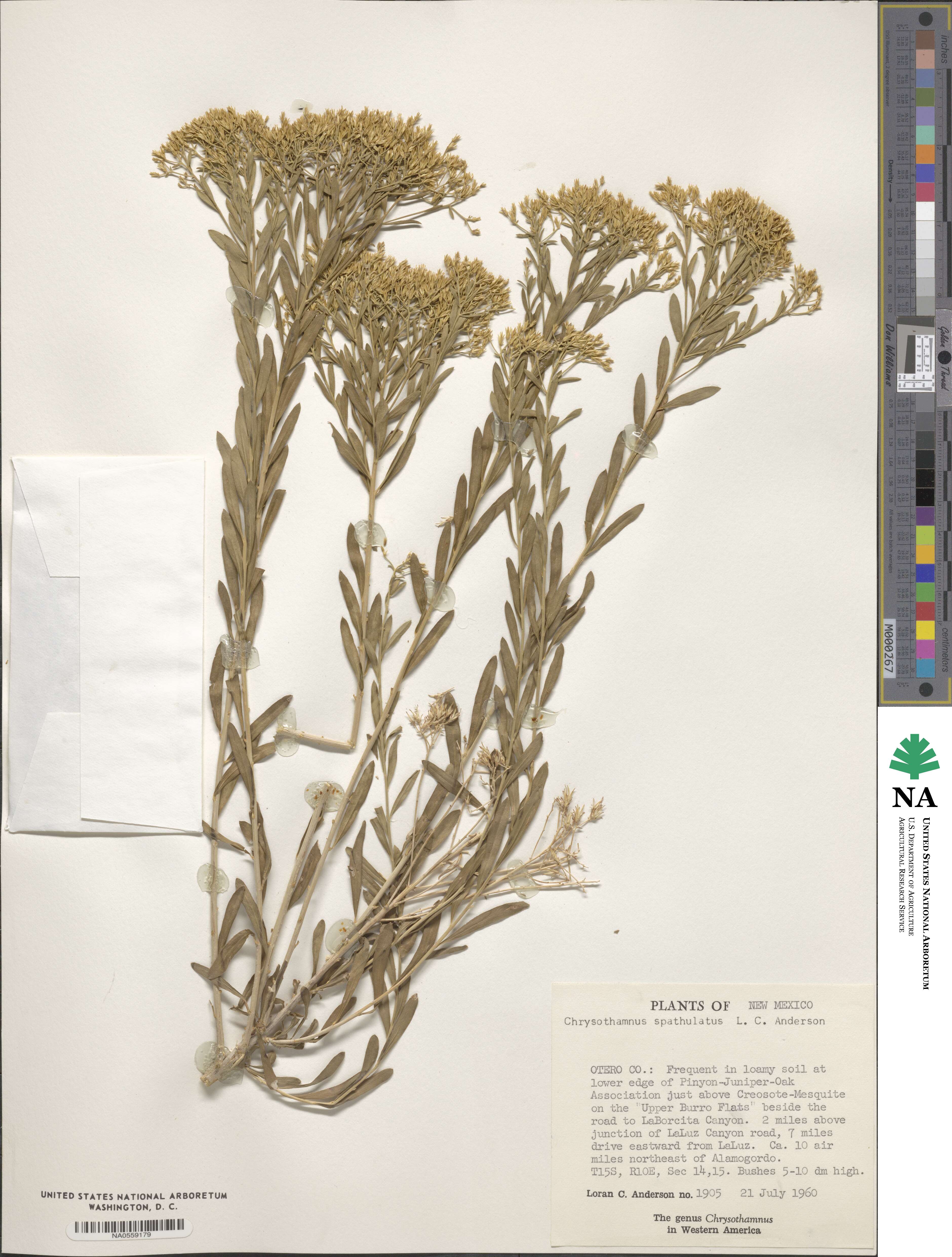 Lorandersonia spathulata image