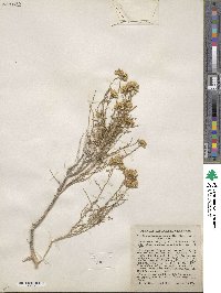 Chrysothamnus viscidiflorus image