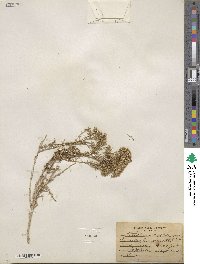 Chrysothamnus viscidiflorus subsp. viscidiflorus image