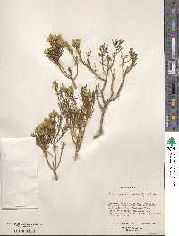 Ericameria teretifolia image