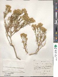 Ericameria teretifolia image