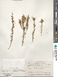 Ericameria teretifolia image