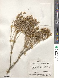 Ericameria teretifolia image