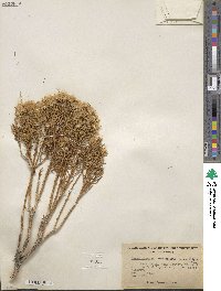 Ericameria teretifolia image