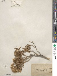 Ericameria teretifolia image