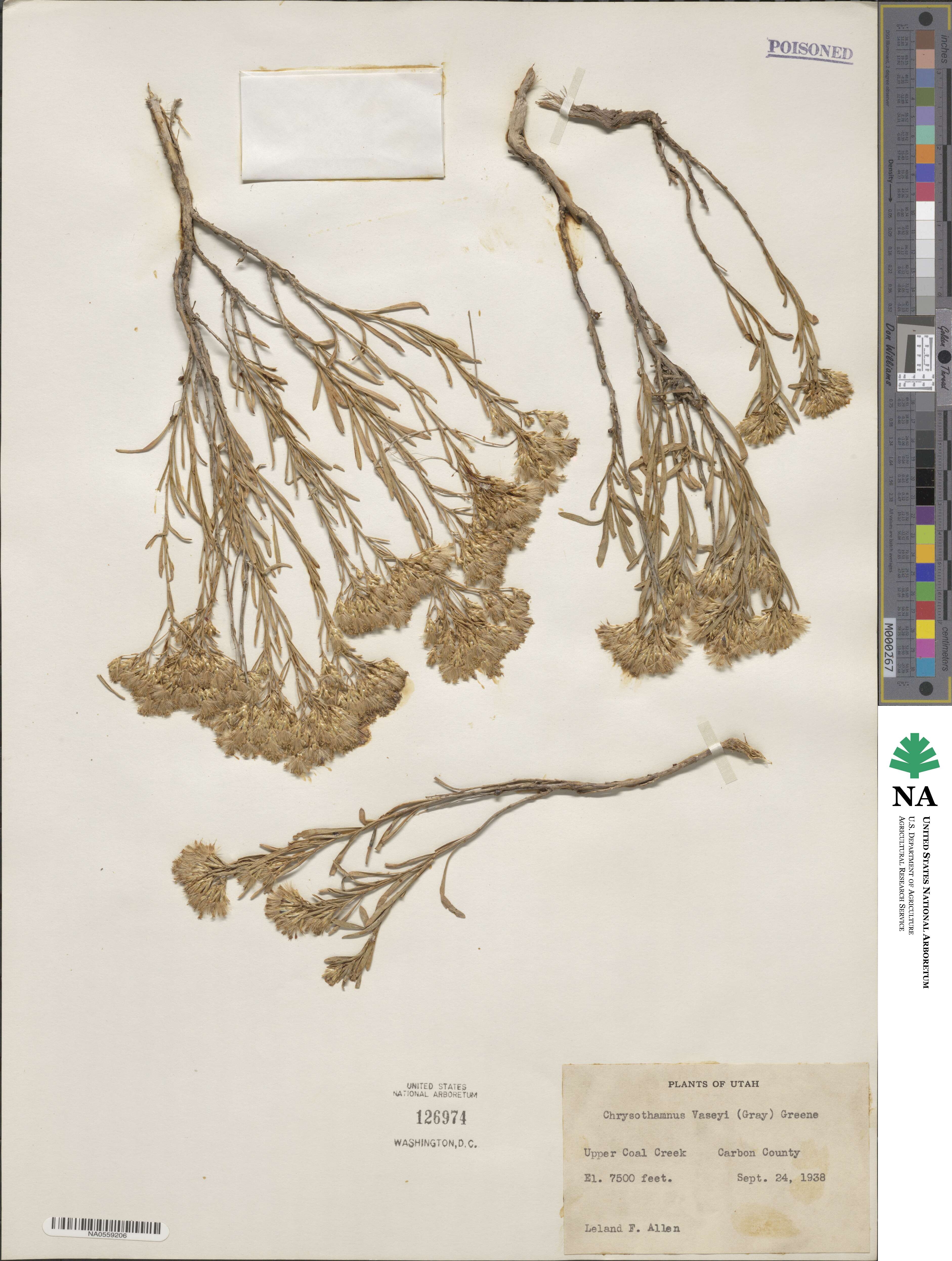 Chrysothamnus vaseyi image