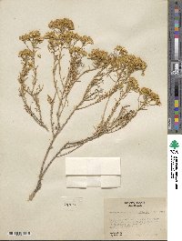 Chrysothamnus viscidiflorus image