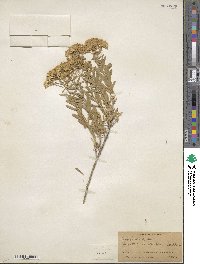 Chrysothamnus viscidiflorus image