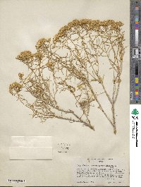 Chrysothamnus viscidiflorus image