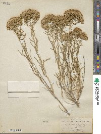 Chrysothamnus viscidiflorus image