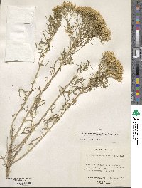 Chrysothamnus viscidiflorus image