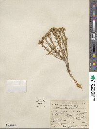 Chrysothamnus viscidiflorus image