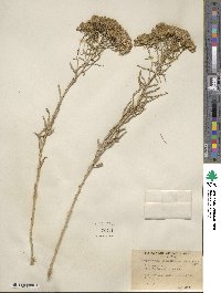 Chrysothamnus viscidiflorus image