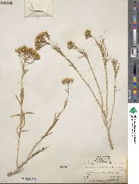 Chrysothamnus viscidiflorus image