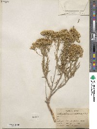 Chrysothamnus viscidiflorus image