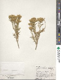 Chrysothamnus viscidiflorus image