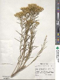 Chrysothamnus viscidiflorus image