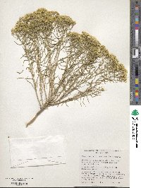 Chrysothamnus viscidiflorus image