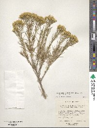 Chrysothamnus viscidiflorus image