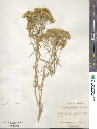 Chrysothamnus viscidiflorus image