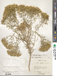 Chrysothamnus viscidiflorus image